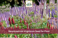 2500 Seeds Culver's Root Veronicastrum virginicum Native White Wildflower Tall Prairie Perennial Pollinator Garden
