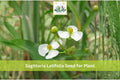 500 Seeds Common Arrowhead Sagittaria latifolia Native Aquatic Plant