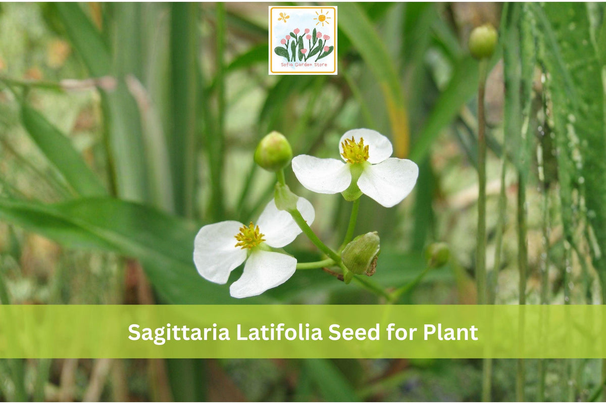 500 Seeds Common Arrowhead Sagittaria latifolia Native Aquatic Plant