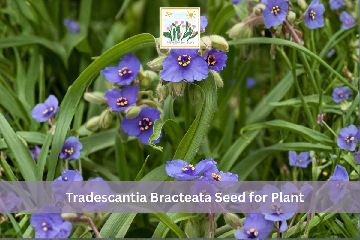 150 Seeds Prairie Spiderwort Tradescantia bracteata Native Blue Purple Wildflower Prairie Perennial