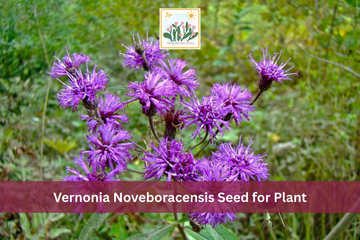 100 New York Ironweed Seeds Vernonia noveboracensis Native Purple Wildflower Tall Meadow Perennial