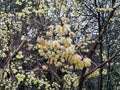 Chimonanthus praecox Wintersweet Seeds – Fragrant Winter Flowering Shrub, Pale Yellow Flowers, Deciduous Garden Plant