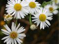 Decurrent False Aster Seeds – 500 Native Wetland Wildflower Seeds for Pollinator Gardens, Moist Soil, Late-Season Blooms, Boltonia decurrens