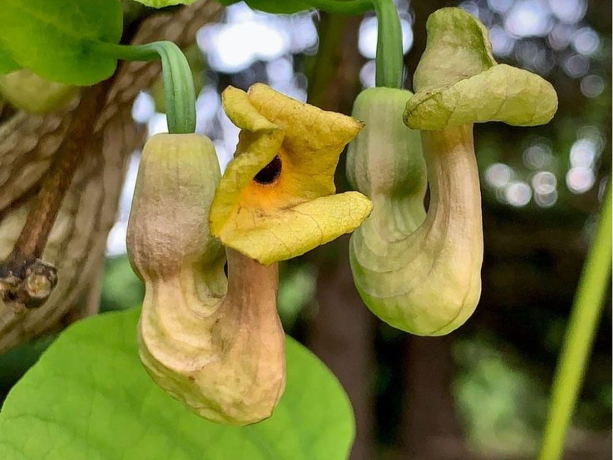 Dutchman's Pipevine Seeds – 10 Native Butterfly Host Vine Seeds for Privacy Cover & Climbing Support (Aristolochia tomentosa)