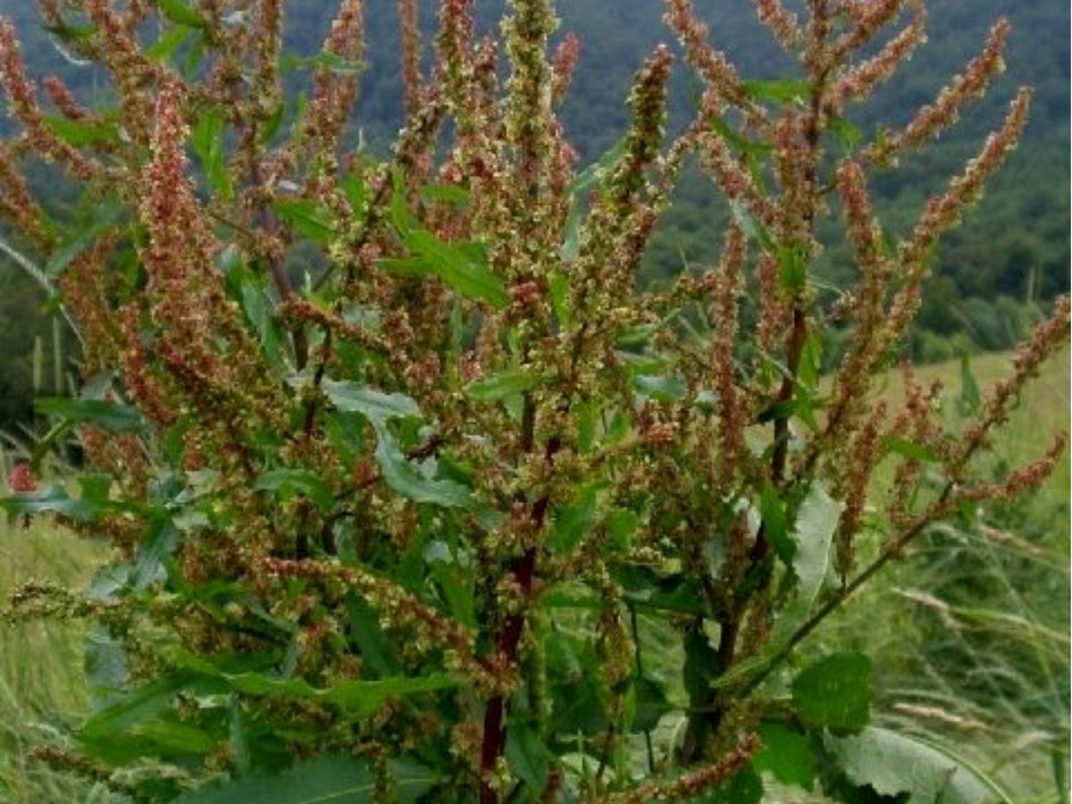 Great Water Dock Seeds – 100 Native Wetland Seeds for Moist Soil, Wildlife Gardens, Rumex orbiculatus