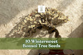10 Wintersweet Bonsai Tree Seeds | Chimonanthus praecox | Fragrant Winter-Flowering Ornamental Plant Seeds