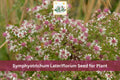 100 Calico Aster Seeds Symphyotrichum lateriflorum Native Wildflower Fall Blooming Perennial