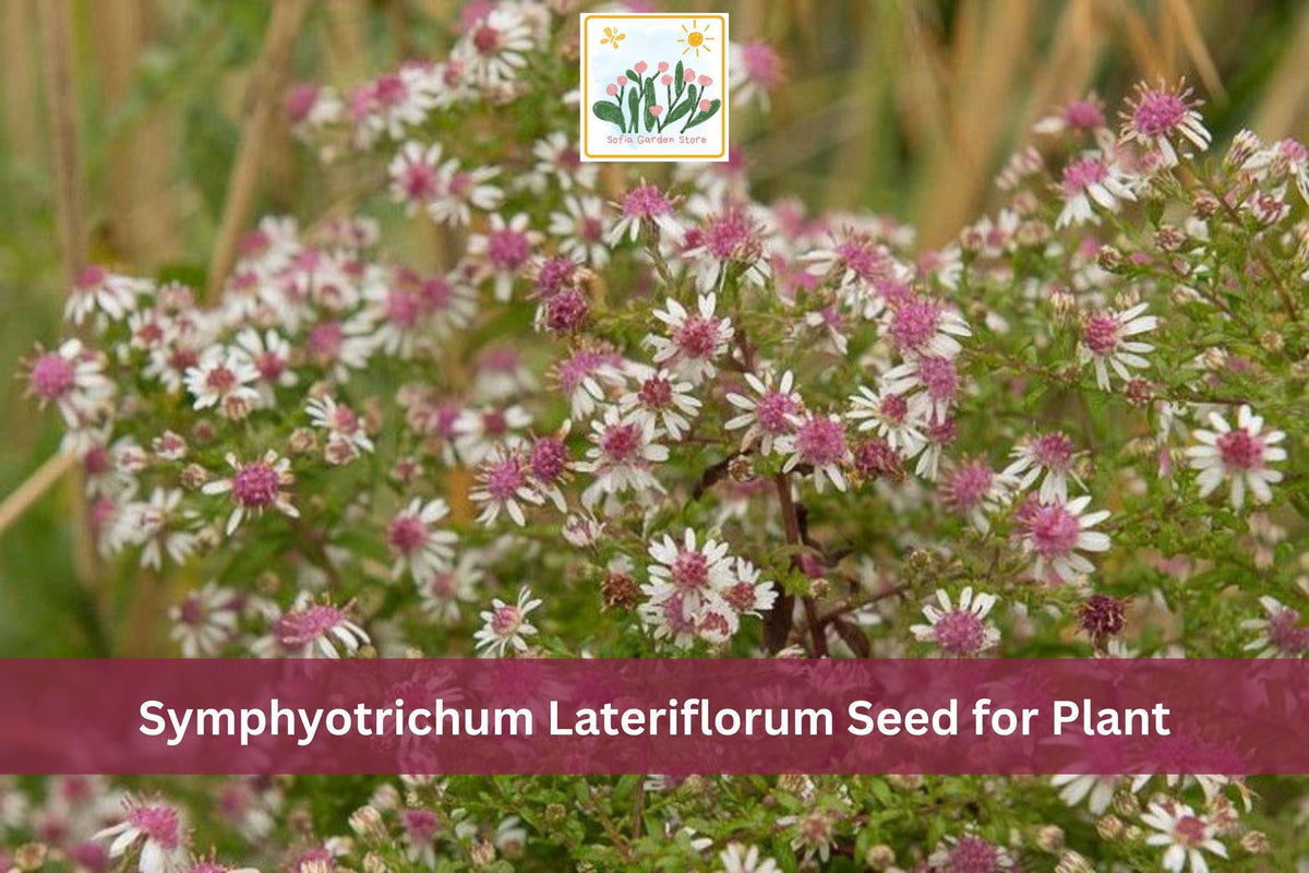 100 Calico Aster Seeds Symphyotrichum lateriflorum Native Wildflower Fall Blooming Perennial