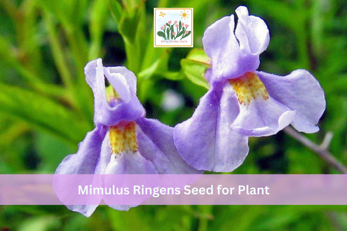 5000 Seeds Mimulus ringens Monkey Flower Allegheny Monkeyflower Native Perennial Wildflower