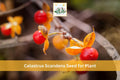 30 American Bittersweet Seeds Celastrus scandens Native Climbing Vine Orange Berry Ornamental