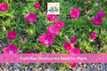 Purple Poppy Mallow Seeds, Callirhoe involucrata, Drought Tolerant Native Perennial Wildflower, Magenta Flowers, Low-Growing