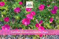 15 Seeds Purple Poppy Mallow Callirhoe involucrata Native Magenta Wildflower Drought Tolerant Perennial