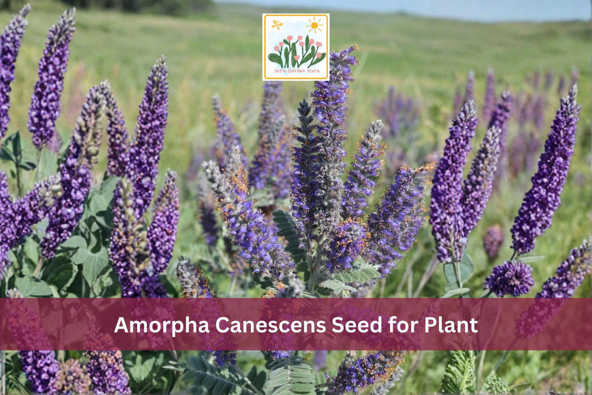 50 Seeds Lead Plant Amorpha canescens Native Prairie Shrub Purple Flowering Perennial
