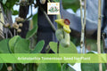 10 Seeds Dutchman's Pipevine Aristolochia tomentosa Native Climbing Vine Shade Garden