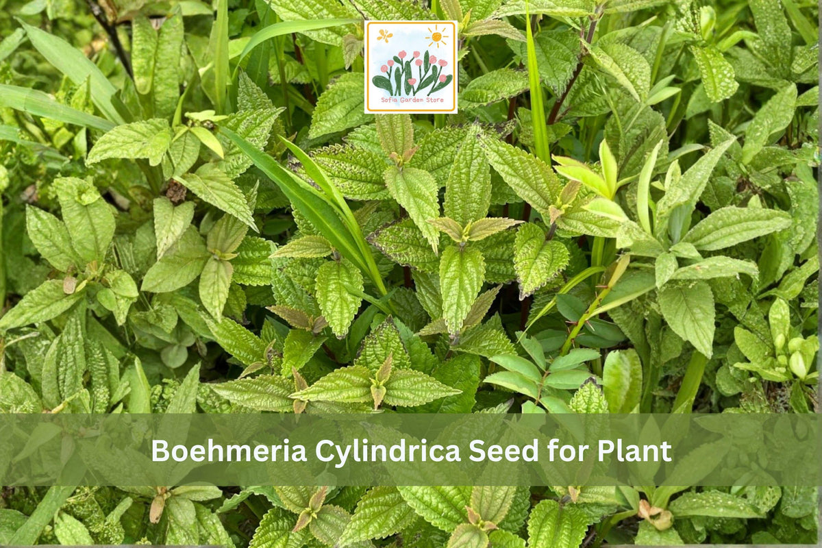 100 Smallspike False Nettle Seeds Boehmeria cylindrica Native Woodland Plant Wet Soil Perennial