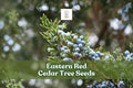 Eastern Red Cedar Tree Seeds | Juniperus virginiana | Hardy Evergreen for Outdoor Planting and Windbreaks