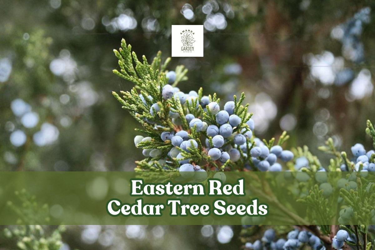 Eastern Red Cedar Tree Seeds | Juniperus virginiana | Hardy Evergreen for Landscaping & Windbreaks
