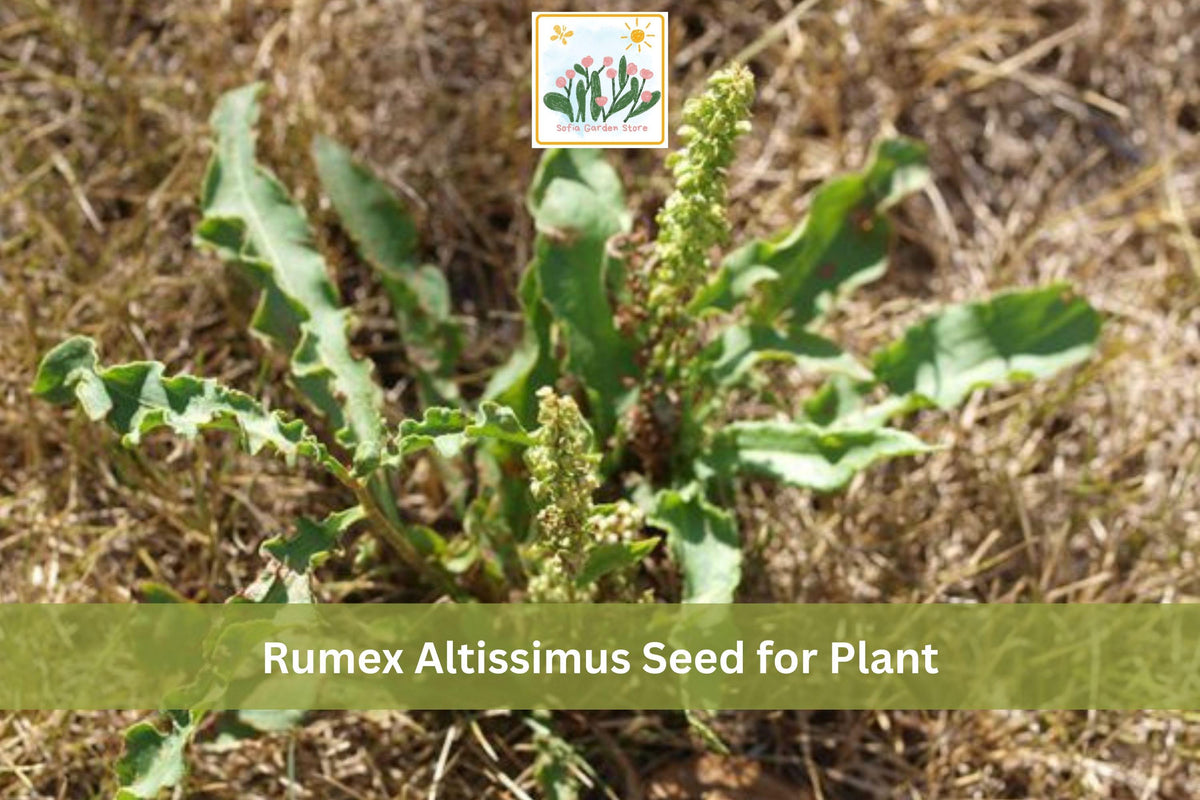 100 Pale Dock Seeds Rumex altissimus Native Tall Perennial Prairie Woodland