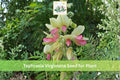 10 Goat's Rue Seeds Tephrosia virginiana Native Prairie Wildflower Drought Tolerant Perennial