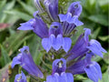Great Blue Lobelia Seeds – 500 Native Wildflower Seeds for Moist Soil, Pollinator Garden, Lobelia siphilitica
