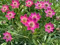 Windflower Seeds (Anemone multifida) – 100 Native Wildflower Seeds for Meadows & Rock Gardens
