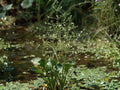 Alisma subcordatum Seeds – Native Aquatic Wetland Plant for Ponds, Marshes & Restoration Projects (500 Seeds)