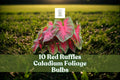 10 Red Ruffles Caladium Bulbs - Caladium bicolor - Tropical Elephant Ear Foliage for Shade Garden & Containers