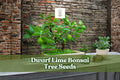 Dwarf Lime Bonsai Tree Seeds | Citrus spp. | Evergreen Citrus for Container & Bonsai Growing | 20+ Seeds from Iowa