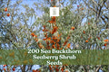 200 Sea Buckthorn Seeds Hippophae rhamnoides Edible Fruit Shrub for Garden, Landscape, Hedgerow