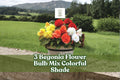 Begonia Flower Bulb Mix - 3 Colorful Bulbs for Shade Garden - Ornamental Blooms - Begonia spp.
