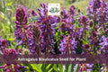 15 Astragalus bisulcatus Seeds Twogroove Milkvetch Native Wildflower Hardy Perennial