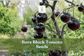 Rare Black Tomato Seeds - 50+ Count, Exotic Dark Variety, Solanum lycopersicum, Ideal for Garden & Container Growing