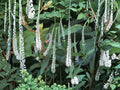 Veronicastrum virginicum Culver’s Root Seeds – Native Perennial Wildflower for Pollinators & Prairie Gardens