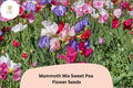 Mammoth Mix Sweet Pea Seeds | Lathyrus odoratus Tall Climbing Vine with Colorful Flowers | Garden Seeds for Trellises & Fences