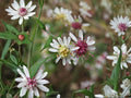 Symphyotrichum lateriflorum Calico Aster Seeds – Native Perennial Wildflower for Pollinator Gardens