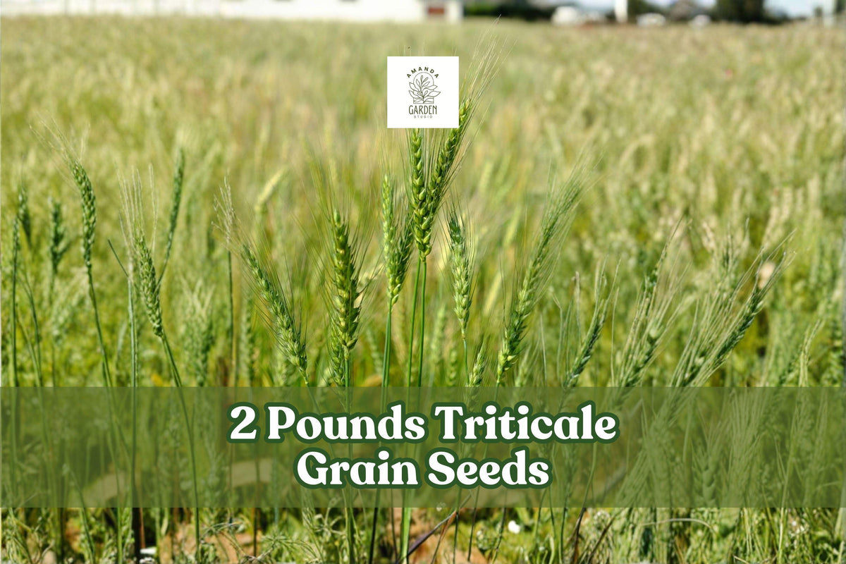 2 Pounds Triticale Grain Seeds for Cover Crop and Garden Planting × Triticosecale