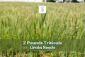Triticale Grain Seeds 2 Pounds for Garden Planting Cover Crop × Triticosecale - Vigorous Growth, Adaptable Cereal Hybrid