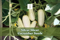 50 Silver Slicer Cucumber Seeds for Planting | Marketmore Cucumber | Cucumis sativus | Ideal for Garden & Container Growing