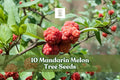 Mandarin Melon Tree Seeds - 10 Pack Maclura tricuspidata - Hardy Ornamental Fruiting Tree for Outdoor Planting