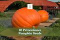 10 Prizewinner Pumpkin Seeds for Planting | Cucurbita maxima | Exhibition Giant Variety for Garden Competitions and Displays