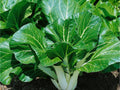 Pak Choi Seeds – 500 Heirloom Non-GMO Asian Greens, Tatsoi, Leafy Green for Stir-Fries, Salads, Microgreens