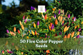 50+ Five Color Pepper Seeds for Planting | Capsicum annuum | Colorful Ornamental & Garden Pepper Seeds