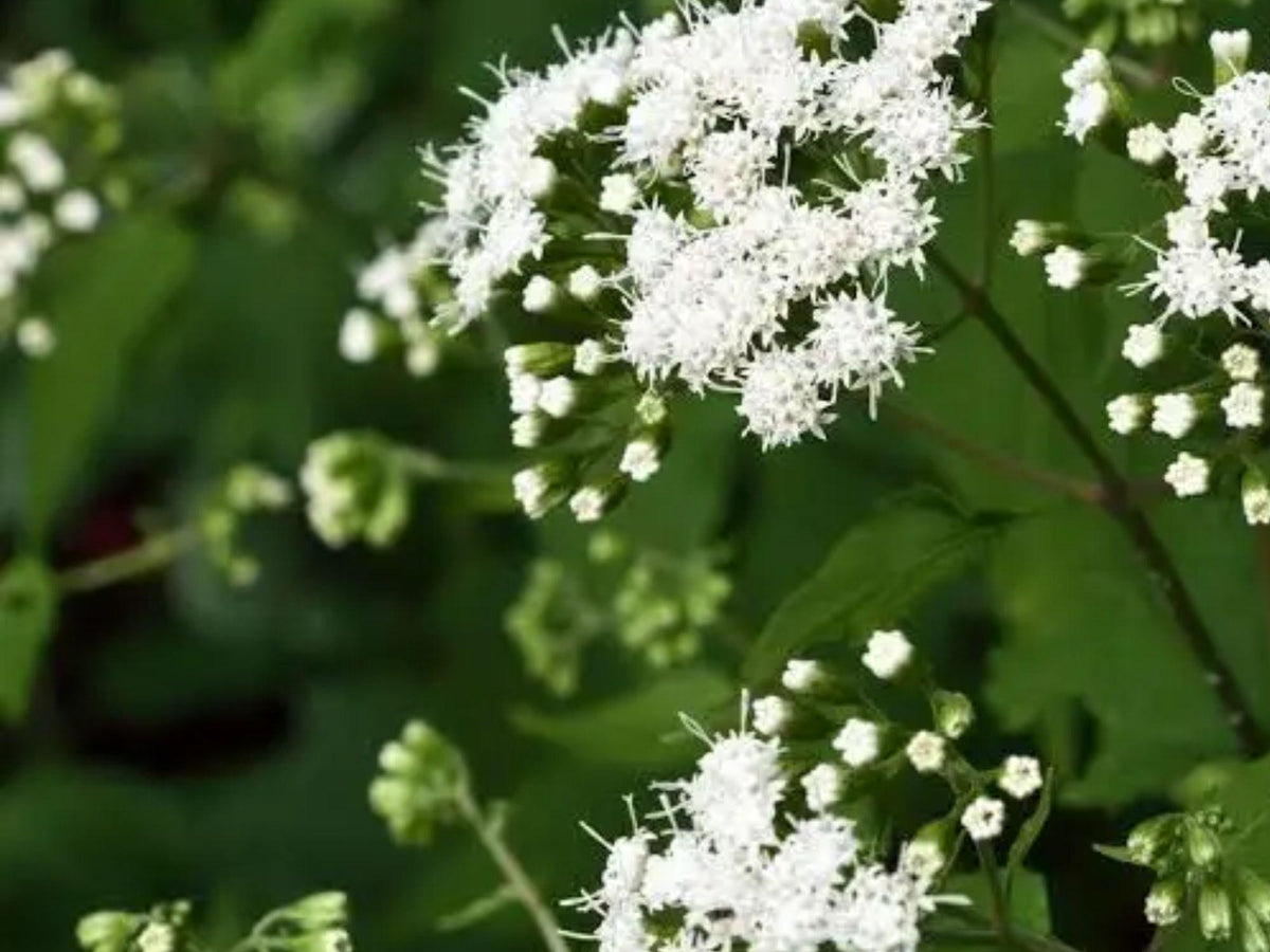 White Snakeroot Seeds – 500 Heirloom Native Wildflower for Shade, Pollinators, Naturalizing – Ageratina altissima