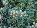 Antennaria parvifolia Pussytoes Seeds | Native Perennial Groundcover for Pollinators & Drought Tolerance