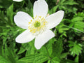 Canada Anemone Seeds – Native Groundcover, Shade-Tolerant Wildflower, Anemone canadensis, Moist Soil, Erosion Control, Pollinator-Friendly