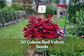 Coleus Red Velvet Seeds - 50 Pack - Ornamental Foliage Plant - Coleus scutellarioides - Deep Red Leaves for Shade Gardens