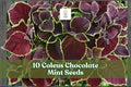 10 Coleus ‘Chocolate Mint’ Seeds for Ornamental Foliage Garden Planting | Coleus scutellarioides