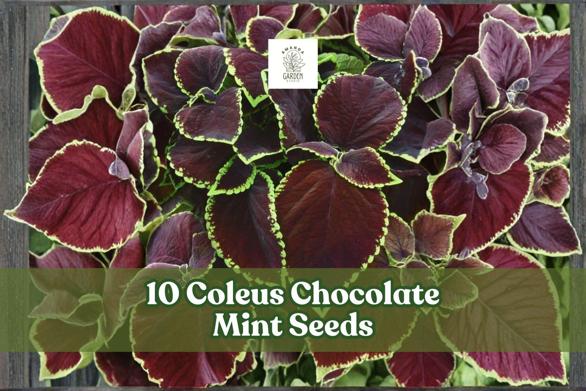 10 Coleus ‘Chocolate Mint’ Seeds for Ornamental Foliage Garden Planting | Coleus scutellarioides