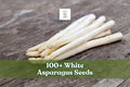 White Asparagus Seeds 100+ Count | Rare Asparagus officinalis Variety for Planting | Perennial Vegetable Garden Seeds
