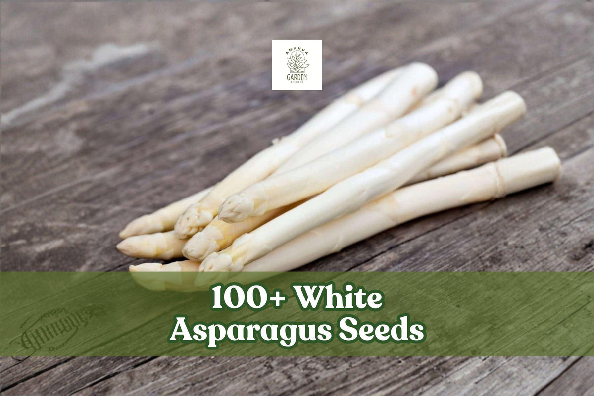 White Asparagus Seeds 100+ Count | Rare Asparagus officinalis Variety for Planting | Perennial Vegetable Garden Seeds